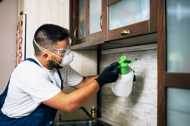 Best Wasp Removal Services  in Angwin, CA