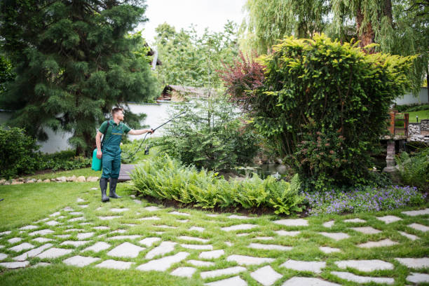 Best Termite Control Services  in Angwin, CA