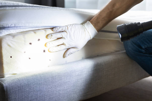 Best Best Pest Control Near Me  in Angwin, CA