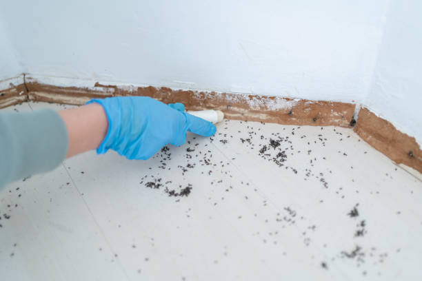 Best Affordable Pest Control Services  in Angwin, CA