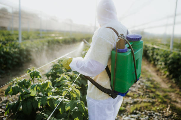 Best Affordable Pest Control Services  in Angwin, CA